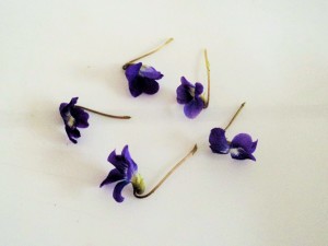 violets 187 (4)